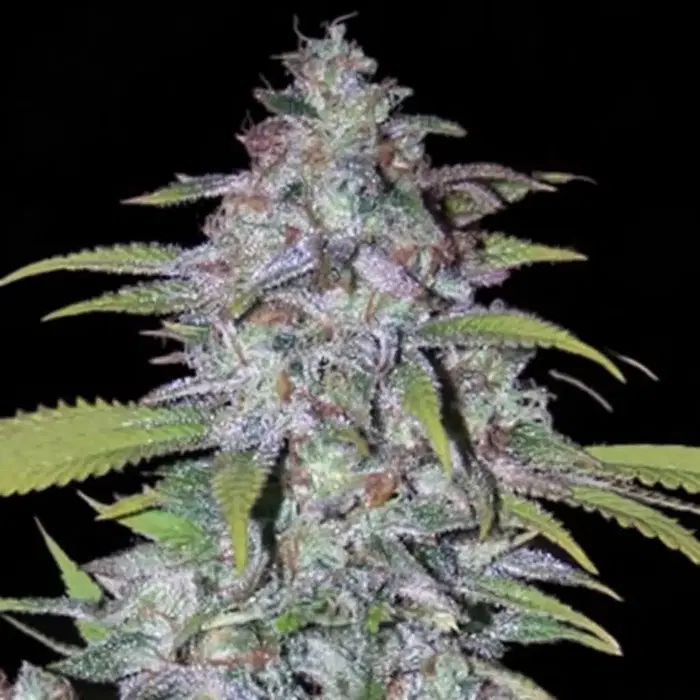 Couchlock Regular by British Columbia Seed Company cannabis strain