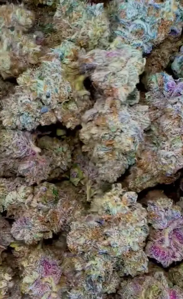 Crayolaz by Zaba Cannabis Co cannabis strain