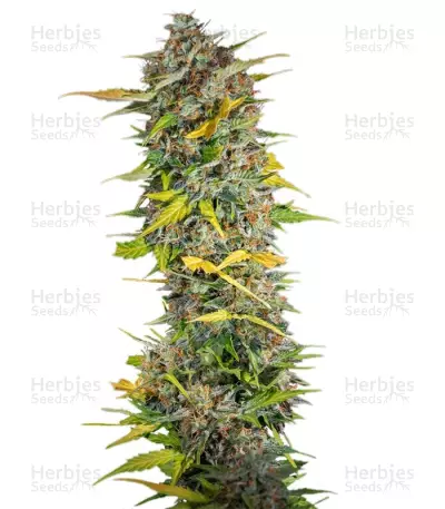 Cream Mandarine Fast Version® by Sweet Seeds, Autoflower cannabis strain