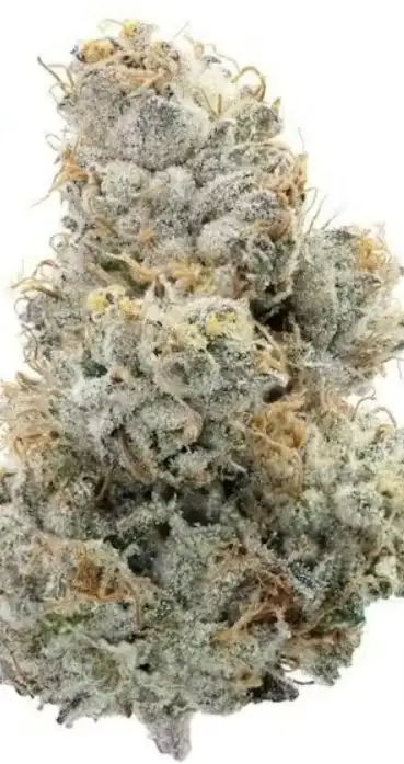 Creme de la Creme by Team Elite Genetics cannabis strain