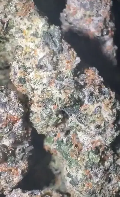 Crème De La Ube by Zaba Cannabis Co cannabis strain