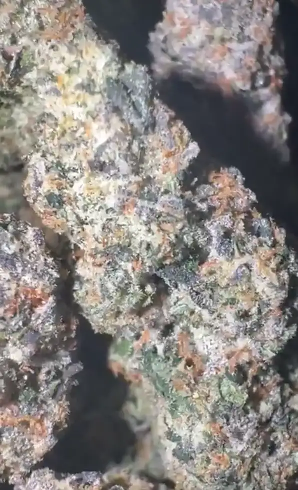 Crème De La Ube by Zaba Cannabis Co cannabis strain