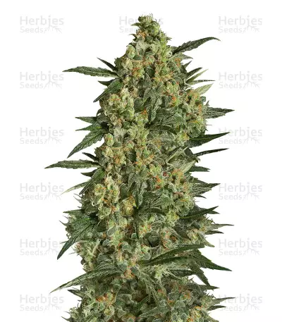 Critical + 2.0 by Dinafem, Photoperiod cannabis strain