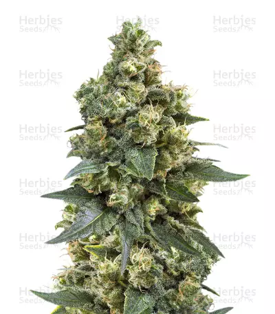 Critical by WeedSeedsExpress, Photoperiod cannabis strain