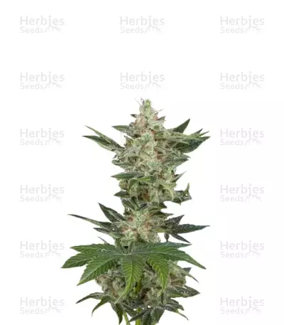 Critical Jack by WeedSeedsExpress, Photoperiod cannabis strain