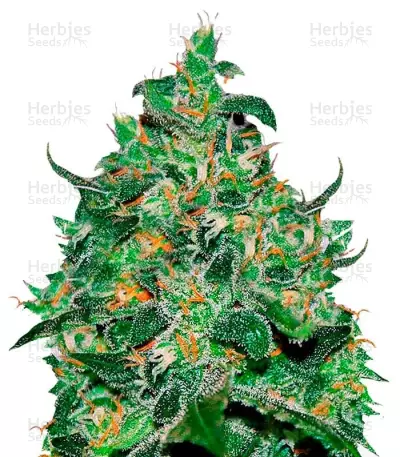 Critical Jack Herer Auto by Delicious Seeds, Autoflower cannabis strain