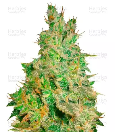 Critical Kali Mist by Delicious Seeds, Photoperiod cannabis strain