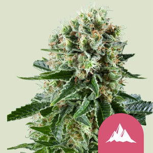 Critical Kush Automatic by Urban Legends, Autoflower cannabis strain