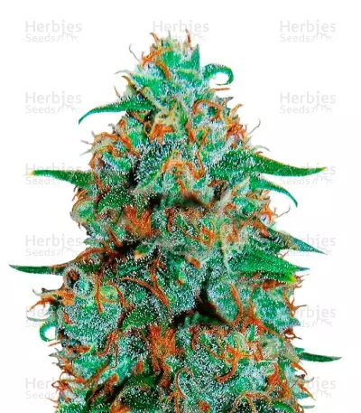 Critical Neville Haze by Delicious Seeds, Photoperiod cannabis strain