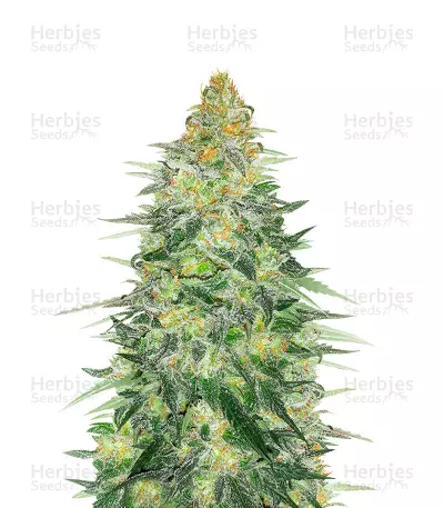 Critical Sensi Star Early Version cannabis strain