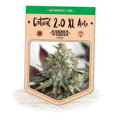 Critical 2.0 XL Auto by Garden of Green, Autoflower cannabis strain