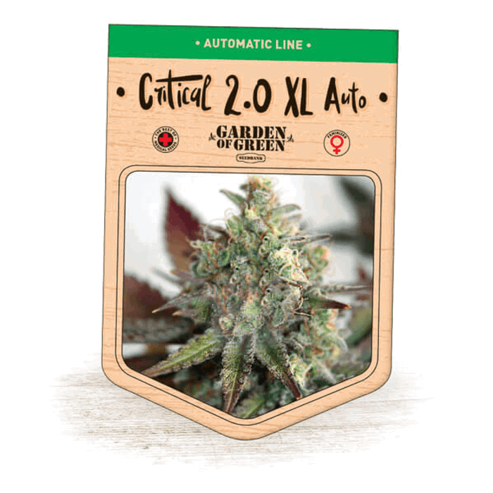 Critical 2.0 XL Auto by Garden of Green, Autoflower cannabis strain