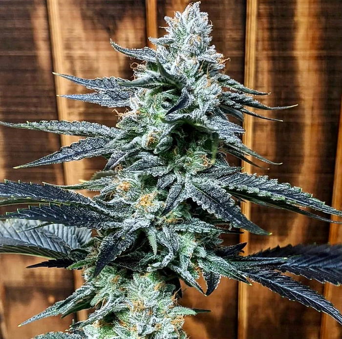 Crockett’s AutoDog by Crockett Family Farms, Autoflower cannabis strain