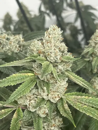 Crow Hill Kush by Blackbox Genetics cannabis strain