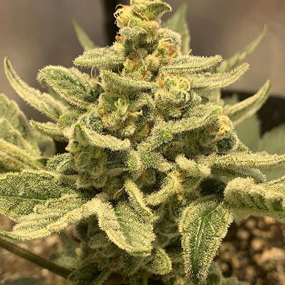 Dalliance by Jinxproof Genetics, Photoperiod cannabis strain