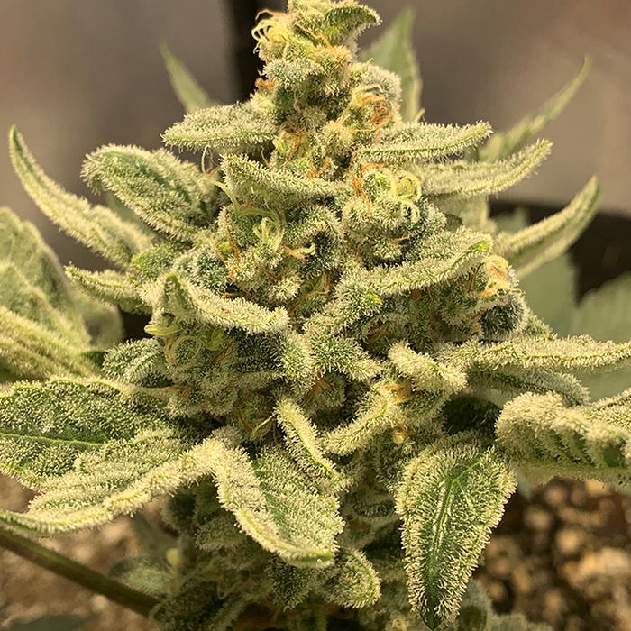 Dalliance by Jinxproof Genetics, Photoperiod cannabis strain