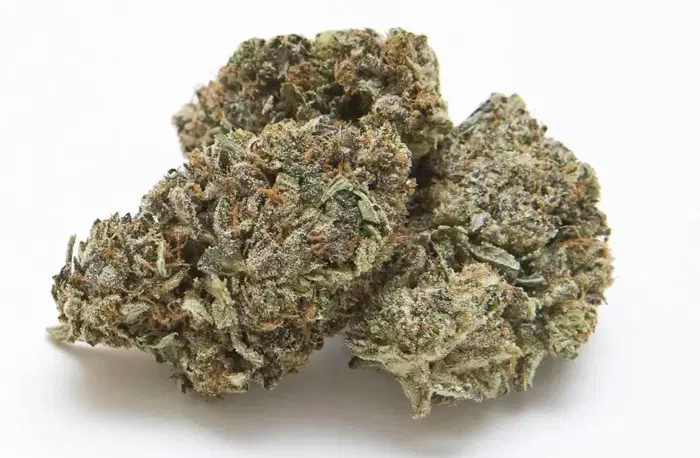 Dank Schrader by Thc Canada cannabis strain