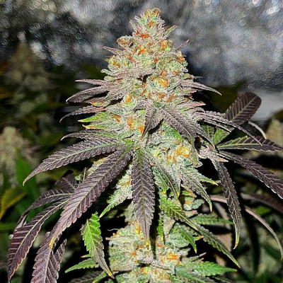 Dank Side of the Moon by Jinxproof Genetics, Photoperiod cannabis strain