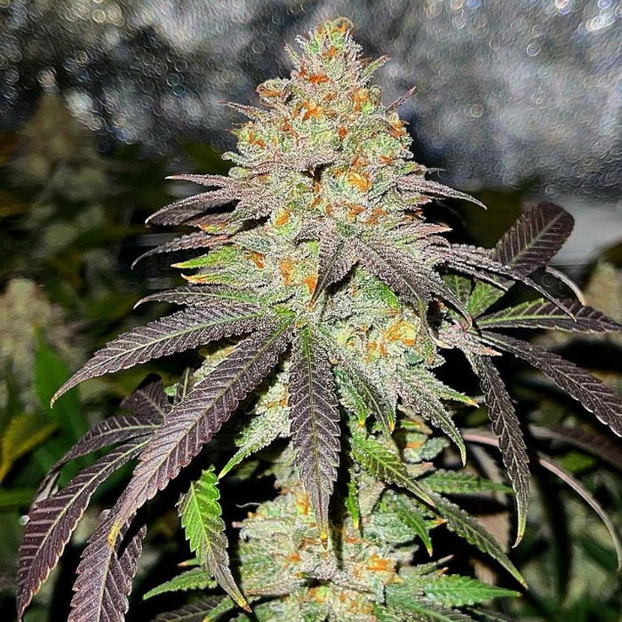 Dank Side of the Moon by Jinxproof Genetics, Photoperiod cannabis strain