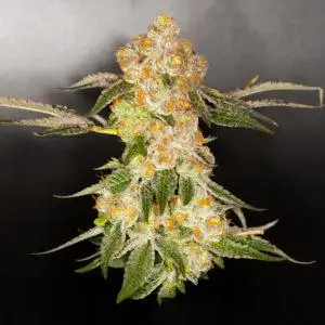 Dankarooz by Cool Beans cannabis strain