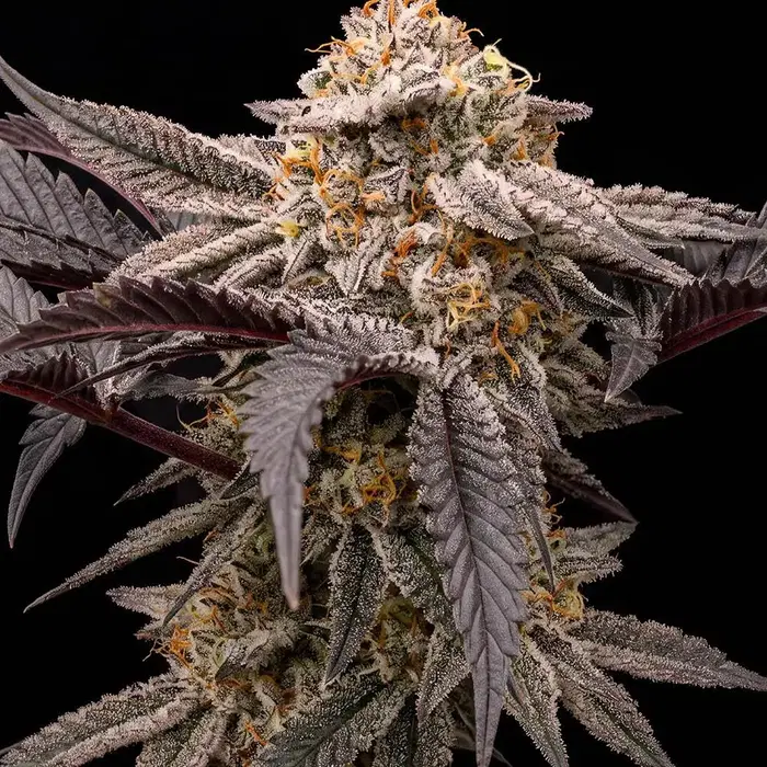 Dantes Inferno by Seedsupreme cannabis strain