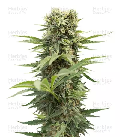 Dedoverde Haze by Humboldt Seed Organization, Photoperiod cannabis strain