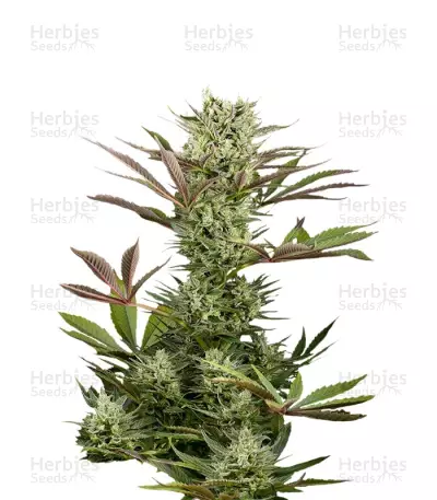 Deep Cheese by Dinafem, Photoperiod cannabis strain