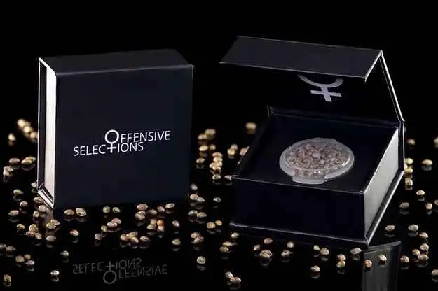 Deliciosa by Offensive Selections cannabis strain