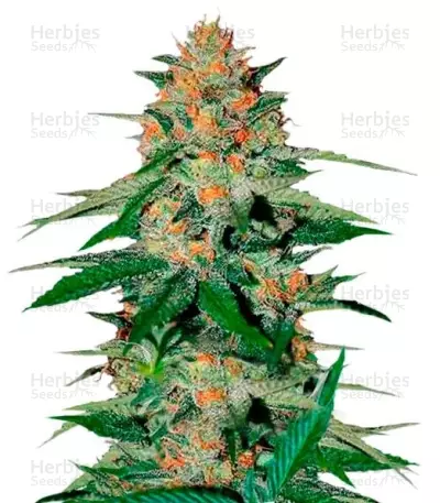 Delicious Candy by Delicious Seeds, Photoperiod cannabis strain
