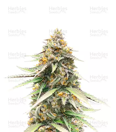 Delicious Cookies Early Version by Delicious Seeds, Autoflower cannabis strain
