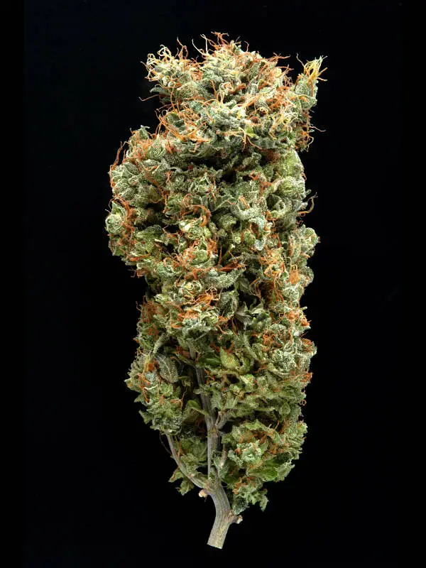 Afghani Mazar-I-Sharif by Delta 9 Labs, Photoperiod cannabis strain
