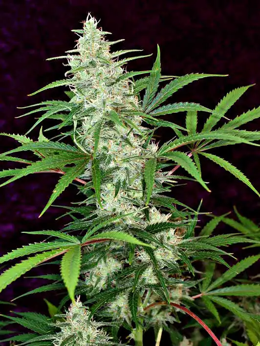 Aiea by Delta 9 Labs, Photoperiod cannabis strain