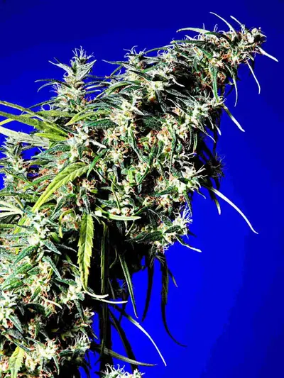 Brainstorm Haze G13 by Delta 9 Labs, Photoperiod cannabis strain