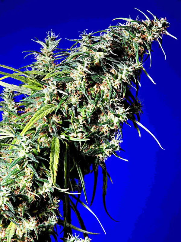 Brainstorm Haze G13 by Delta 9 Labs, Photoperiod cannabis strain