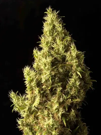 Brainstorm Haze by Delta 9 labs, Photoperiod cannabis strain