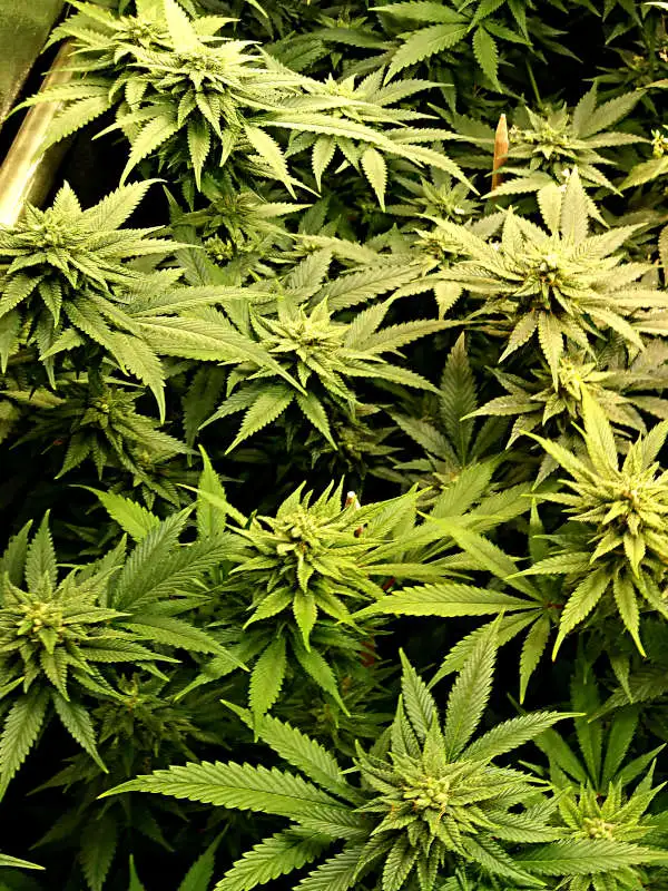Bruce Banner by Delta 9 Labs, Photoperiod cannabis strain