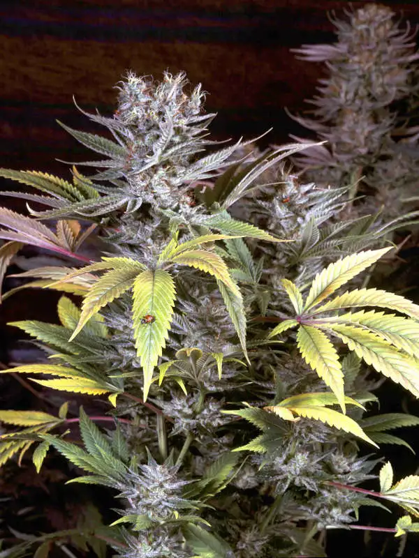 CannaSutra by Delta 9 Labs, Photoperiod cannabis strain