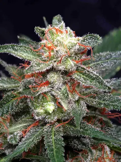Double Kush by Delta 9 Labs, Photoperiod cannabis strain