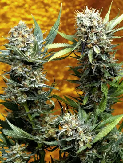 F.O.G. (Fruit of the Gods) by Delta 9 Labs, Photoperiod cannabis strain