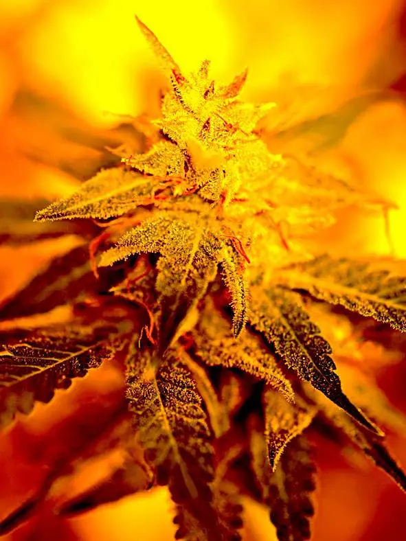 Fondue by Delta 9 Labs, Photoperiod cannabis strain