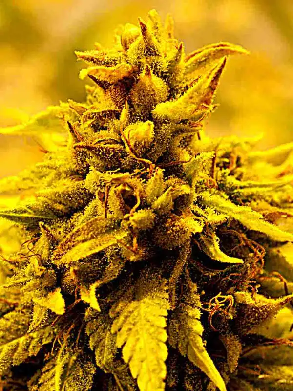 Kopasetic Kush by Delta 9 Labs, Photoperiod cannabis strain