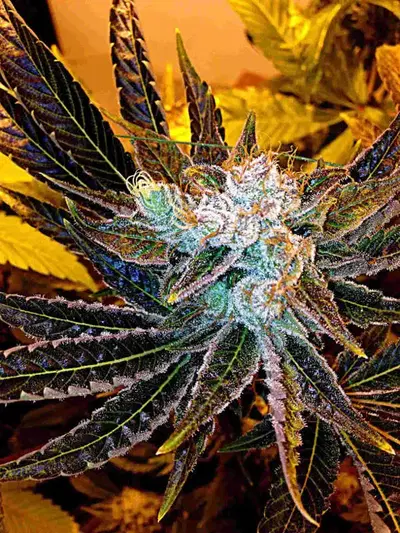 Magnum Platinum Haze by Delta 9 Labs, Photoperiod cannabis strain