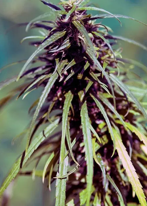 Mekong Haze by Delta 9 Labs, Photoperiod cannabis strain