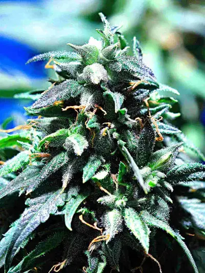 Merkabah by Delta 9 Labs, Photoperiod cannabis strain