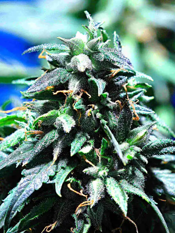 Merkabah by Delta 9 Labs, Photoperiod cannabis strain