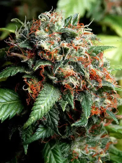Simpson Kush by Delta 9 Labs, Photoperiod cannabis strain