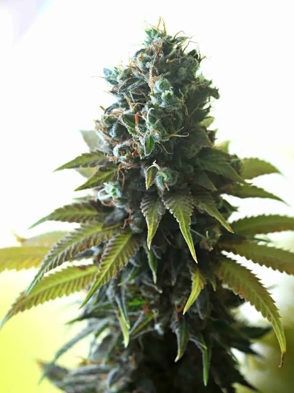 Southern Lights #7 by Delta 9 Labs, Photoperiod cannabis strain