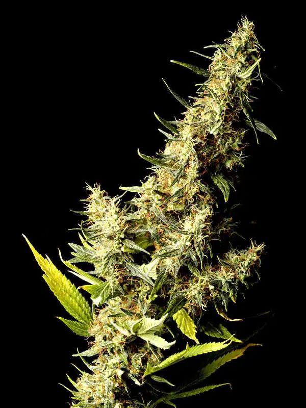 Southern Lights by Delta 9 Labs, Photoperiod cannabis strain