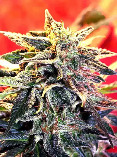 Star Gazer by Delta 9 Labs, Photoperiod cannabis strain