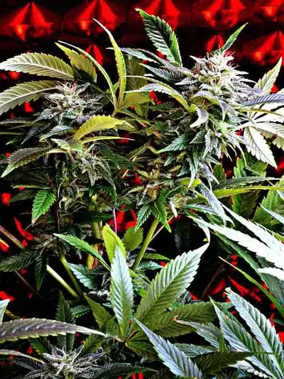 Strawberry Skunk by Delta 9 Labs, Photoperiod cannabis strain